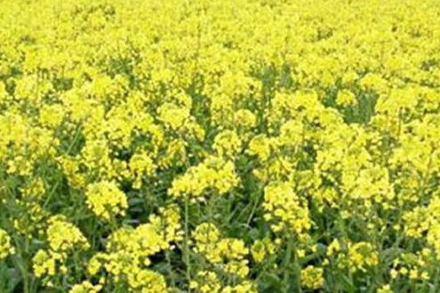 中樂油2號 中樂油2號
