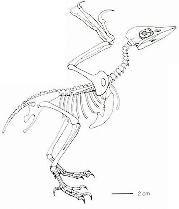 圖片2·孫氏孔子鳥骨骼圖