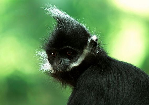 黑葉猴印支亞種