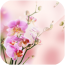 3D花的壁紙3D 3D花的壁紙3D