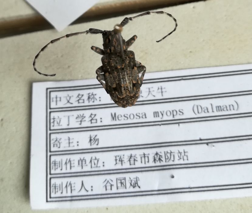 四點象天牛 四點象天牛