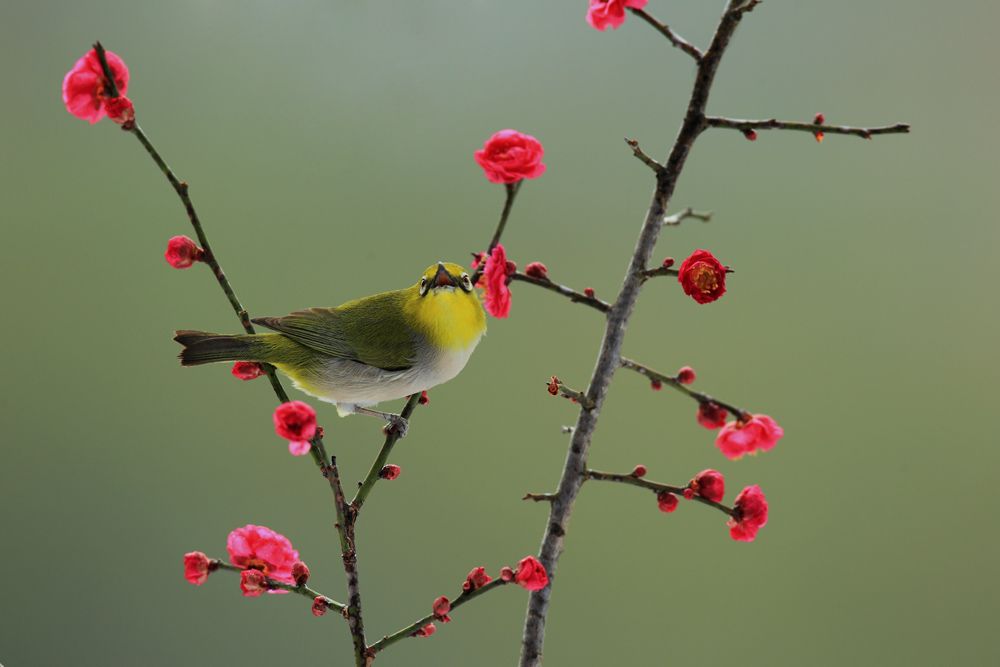 鳥類鳴聲 鳥類鳴聲