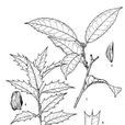 華中枸骨 華中枸骨