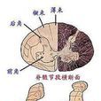 灰質簇 灰質簇