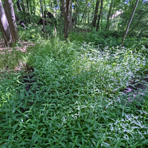 Physostegia leptophylla
