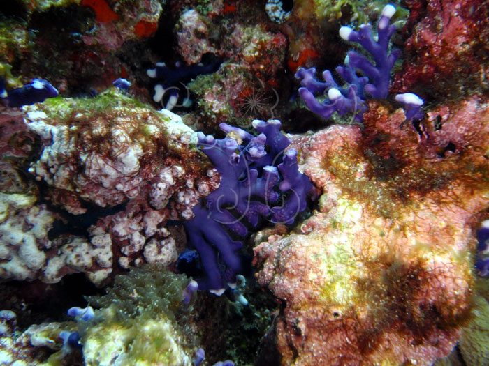 紫側孔珊瑚