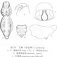 艾蛛 艾蛛