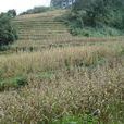 上橄欖村(老窩白族鄉雲西村委會) 上橄欖村(老窩白族鄉雲西村委會)