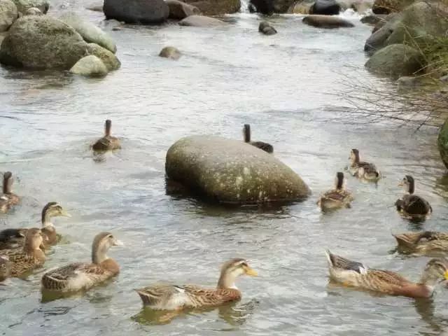 八步南鄉鴨