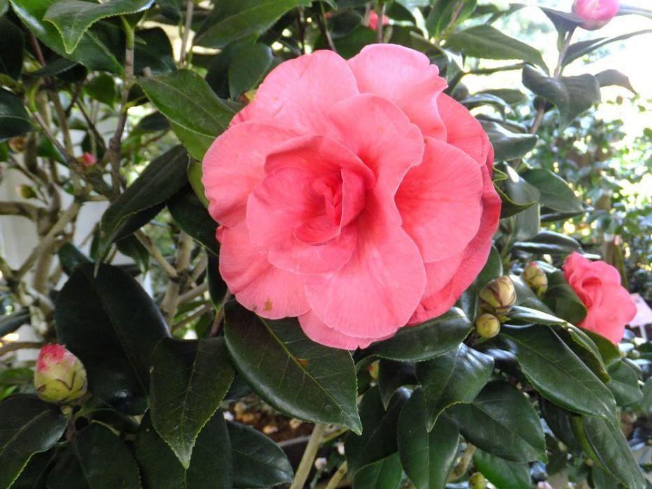 賽玫瑰 賽玫瑰