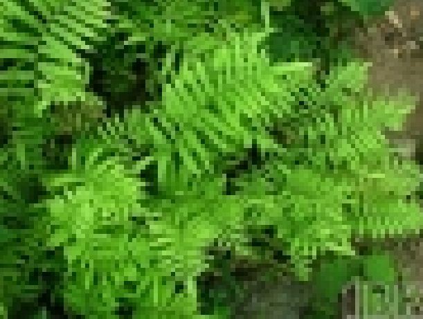 縮羽毛蕨 縮羽毛蕨