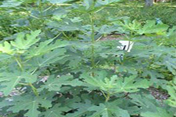 Ficus carica \x27Chicago Hardy\x27 Ficus carica \x27Chicago Hardy\x27