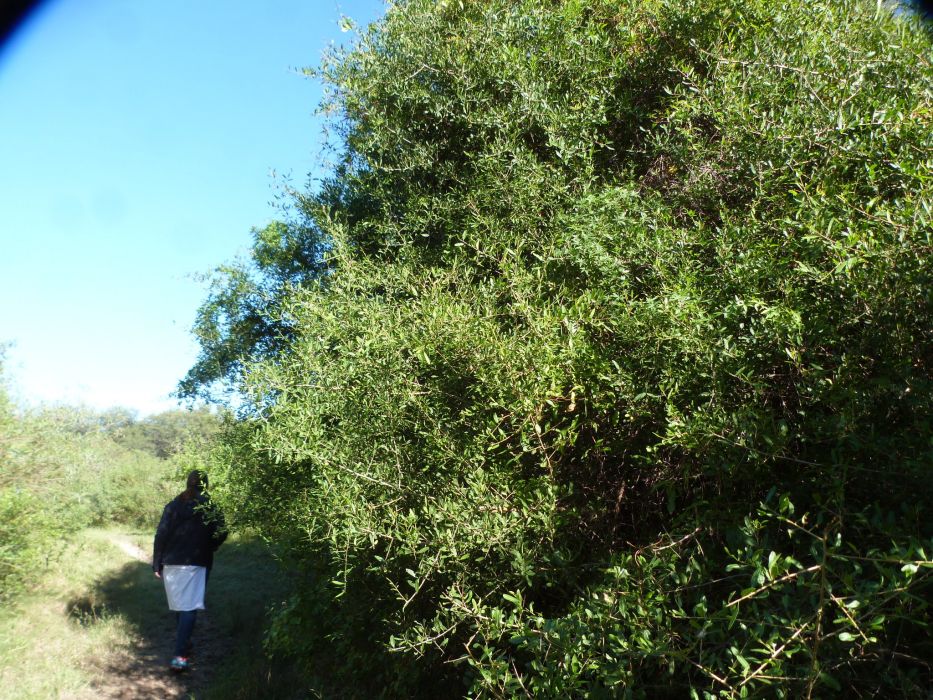 Schinus bumelioides