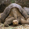 平塔島象龜