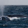 藍鯨(海洋哺乳動物)