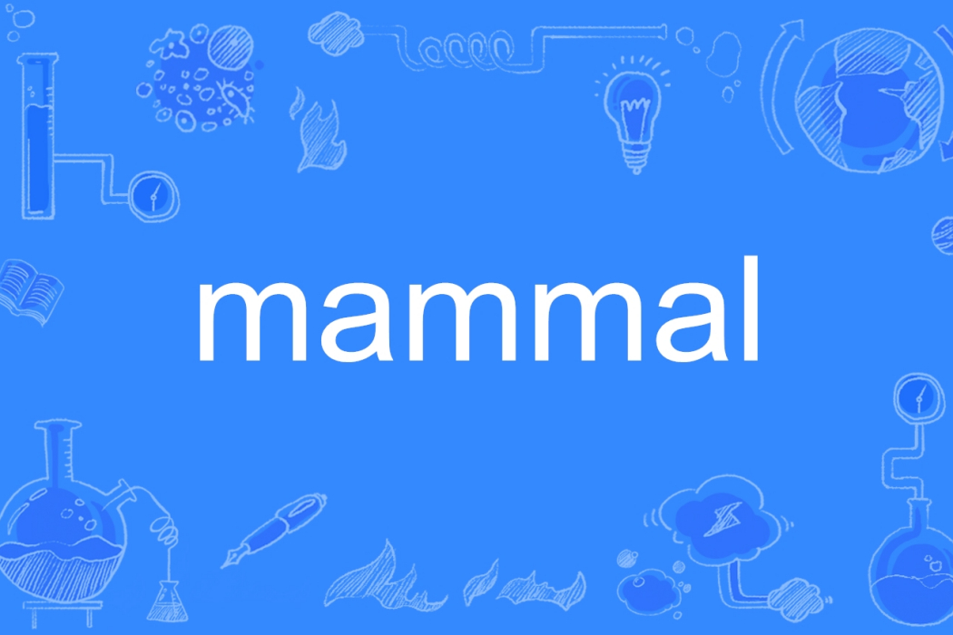Mammal(英語單詞) Mammal(英語單詞)