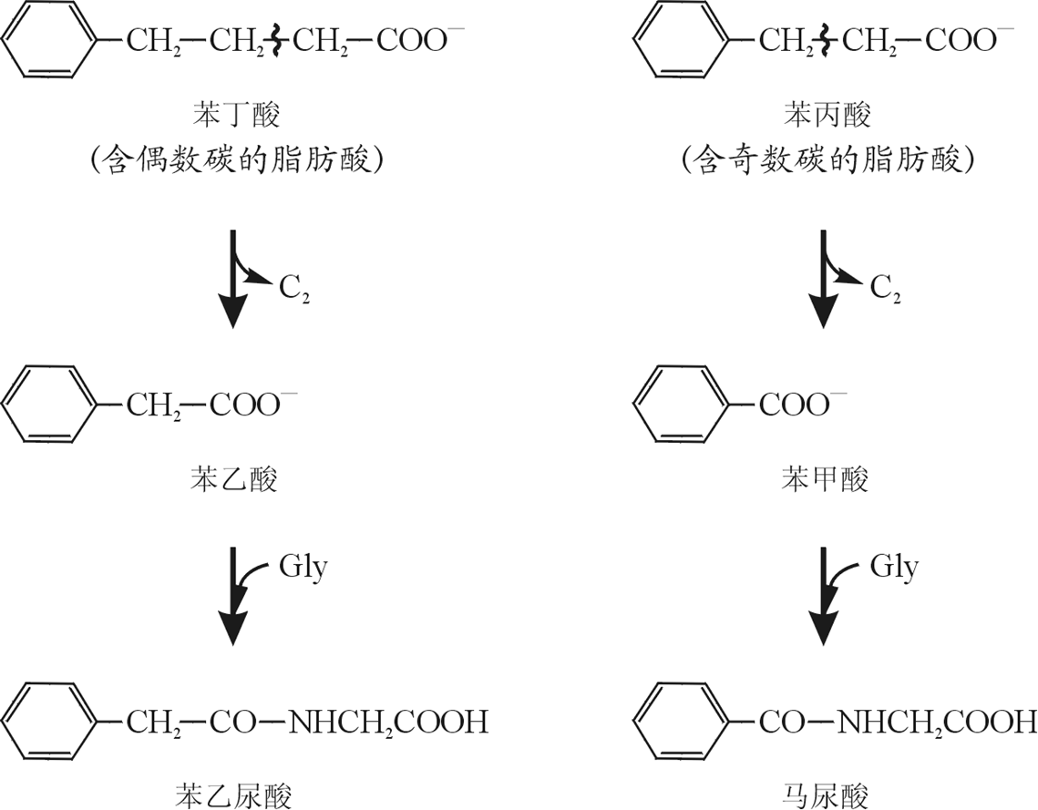 β氧化(脂肪酸β-氧化)