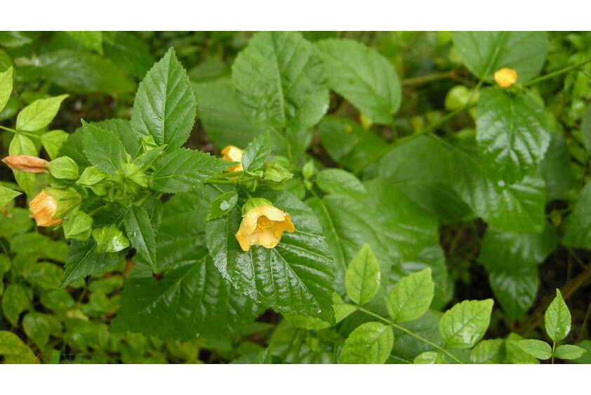 榛葉黃花棯(榛葉黃花稔) 榛葉黃花棯(榛葉黃花稔)