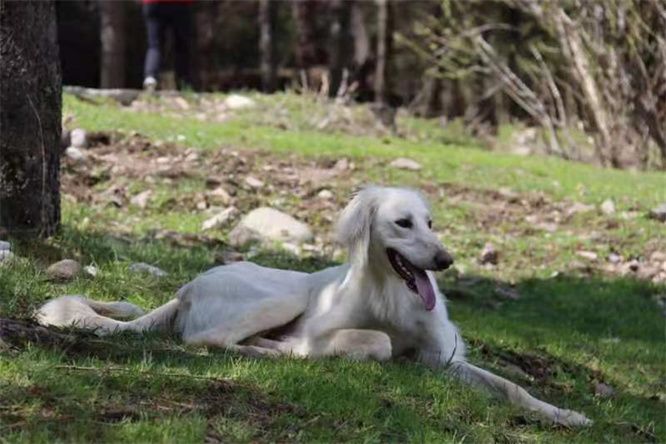 樓蘭古犬 樓蘭古犬