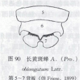 長黃斑蜂 長黃斑蜂