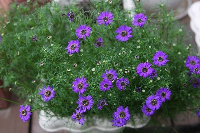鵝河菊 鵝河菊