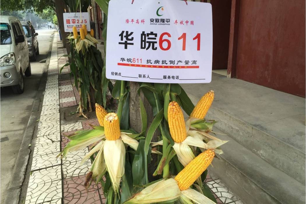 華皖611(禾本科玉蜀黍屬植物) 華皖611(禾本科玉蜀黍屬植物)