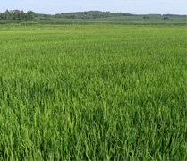 梅河大米生產基地