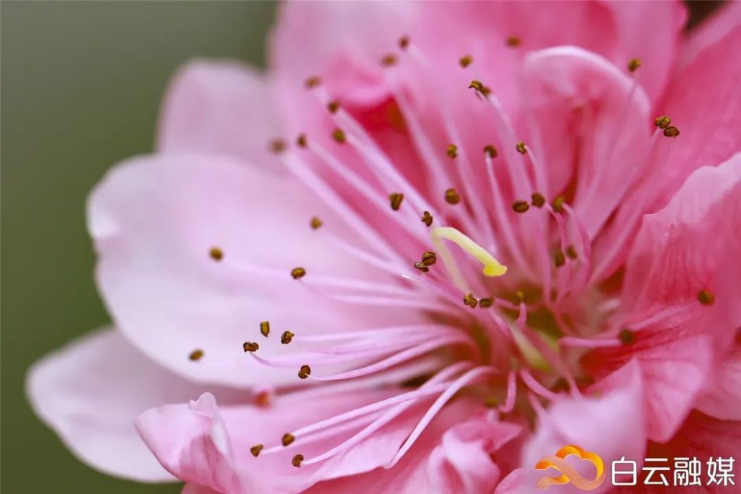 石馬桃花