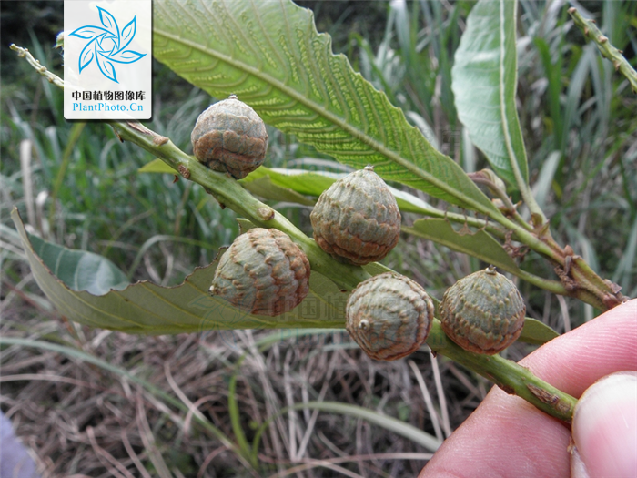 殼斗(cupula) 殼斗(cupula)