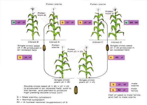 玉米的三系二區制種法