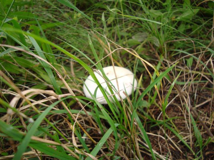 巴音布魯克蘑菇