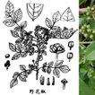 天星木 天星木
