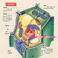 細胞(生物學中構成生物體的基本單位)