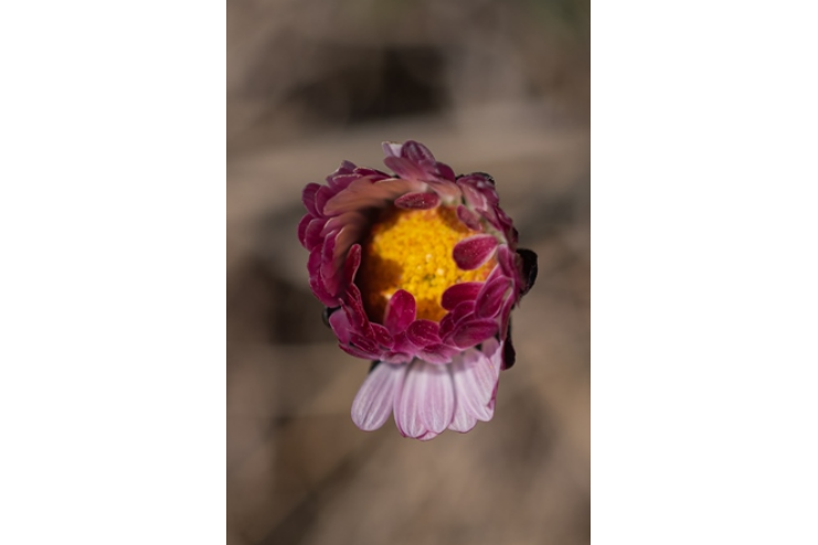 野雛菊(菊科雛菊屬植物) 野雛菊(菊科雛菊屬植物)