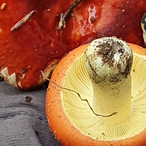 橙黃紅菇