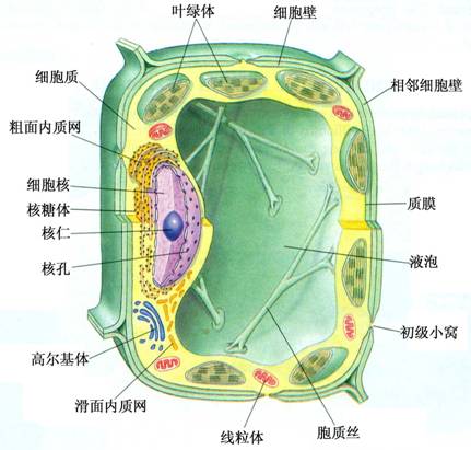 真核細胞結構圖