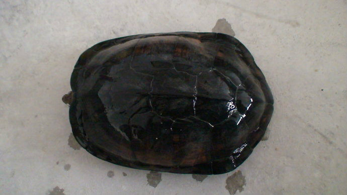 越南石龜