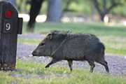 公園中散步的野豬