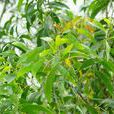馬占相思