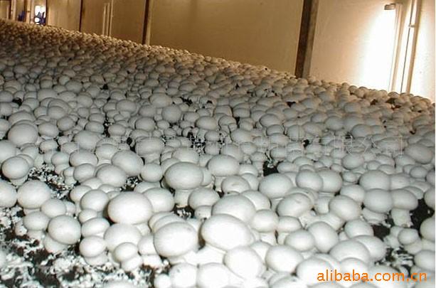 雙孢菇床架栽培