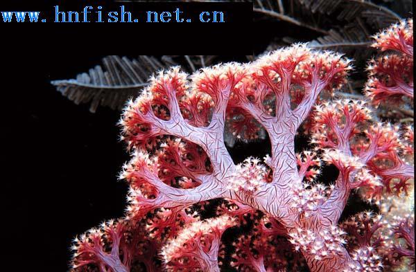 管柳珊瑚