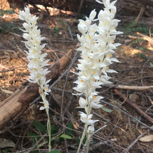 Cephalanthera austiniae