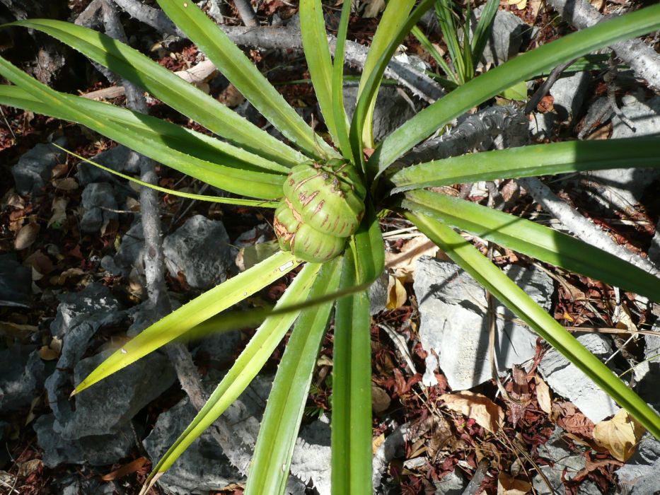 Pandanus biceps