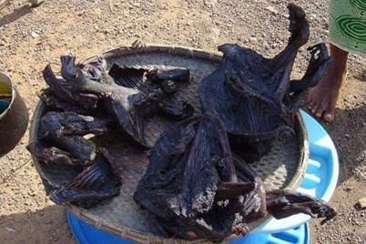 泰國膠拉信府民眾烹食蝙蝠壯陽