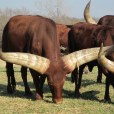 瓦圖西長角牛