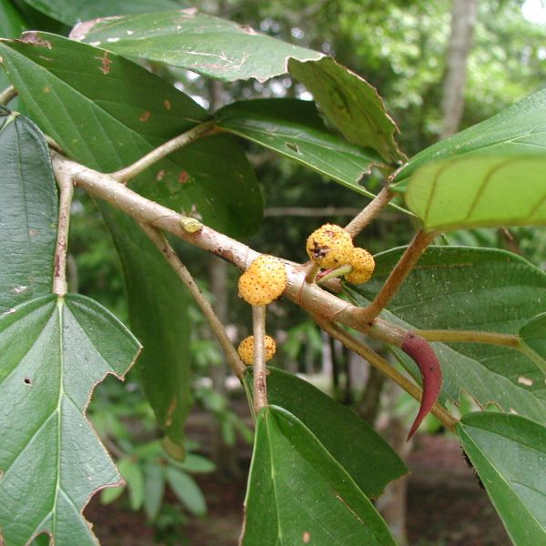 Coussapoa oligocephala