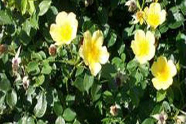 Rosa \x27Scrivluv\x27 BABY LOVE