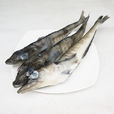 南極冰魚 南極冰魚