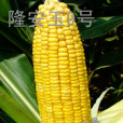 隆安玉9號 隆安玉9號