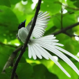中國壽帶鳥(綬帶鳥)